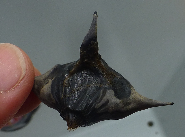 Whelk?