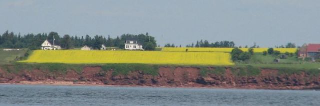 Canola Fields along the shore