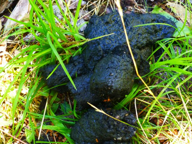 Bear scat?