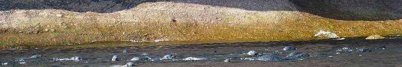 Seals in the water at Bonaventure