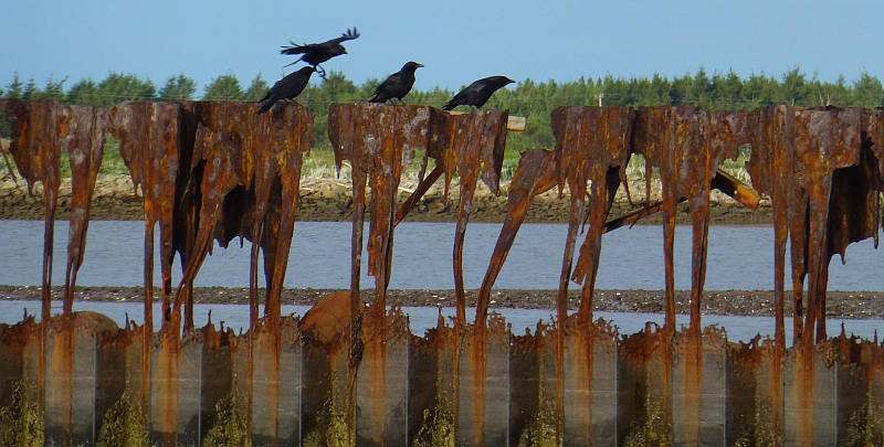 Crows in The Gully